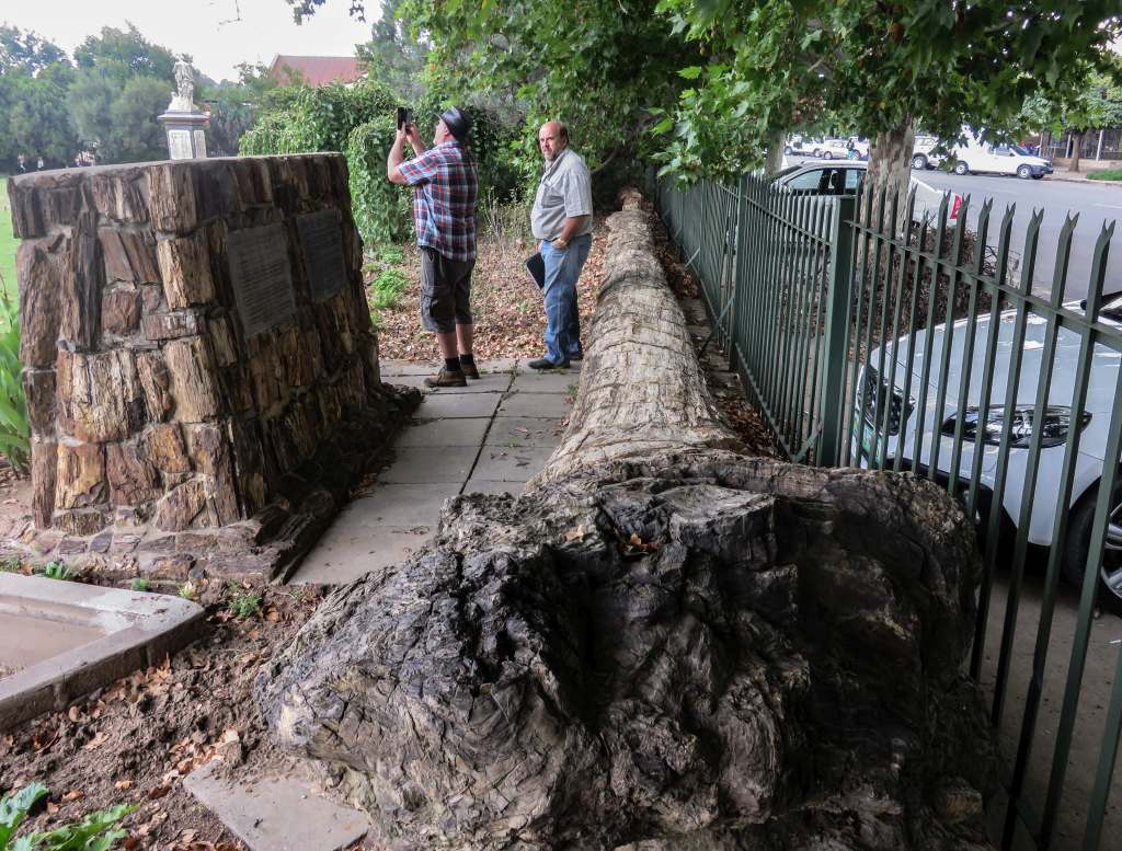 Senekal petrified trees